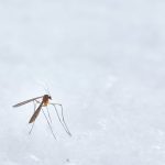 Komáre a nerovný boj s nimi – chcete vedieť, ako raz a navždy zvíťaziť?